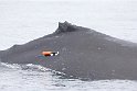2011-08-21 Alaska humpback