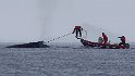 2013-02-11 Antarctic humpback 8029