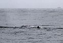 2013-07-23 Sperm whale 0139